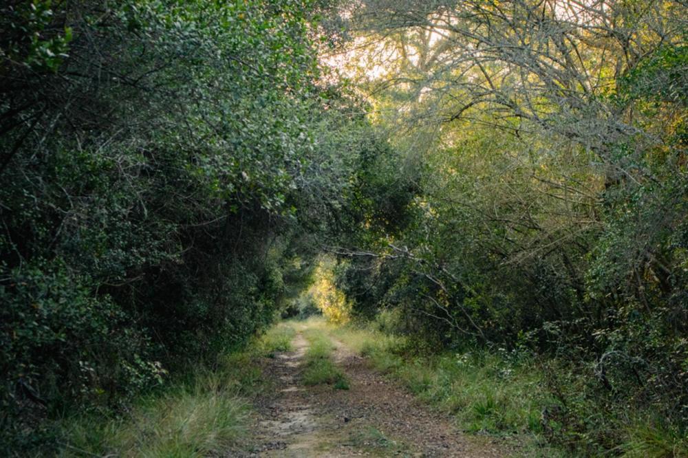 Forest Harmony Knysna Exterior photo